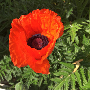 Close up of a red poppy flower.