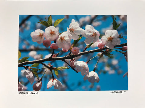 Photo Card of Cherry Blossoms 