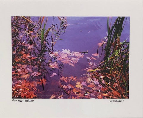 Photo Card of pond with a purple hue. Some leaves are scattered in the water. 