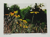 Black Eyed Susan photo card 