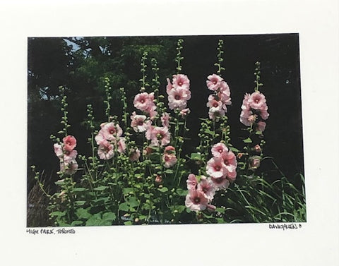 Photo Card of Pink Gladiolus