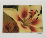 Photo Card of a Lily flower