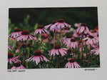 Photo Card of pink echinacea flowers 