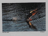 Photo Card of a duck landing on water 