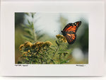 Photo Card of Monarch Butterfly on flower. 