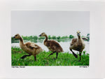 Photo card of 3 ducklings 