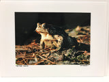 Photo Card of a frog 