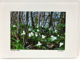 Photo Card of Trillium Flowers 