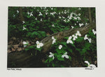 Photo Card of trilliums and a log 