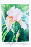 painting of an iris