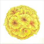 Blossom greeting card with yellow petunias in a ball on the cover