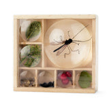 Huckleberry bug box with a variety of contents, such as mosquito, leaves, berries and stones