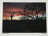 Photo Card of sunset with silhouettes of trees 